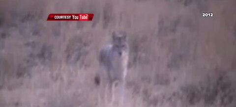 Clark County commissioners consider banning varmint hunts