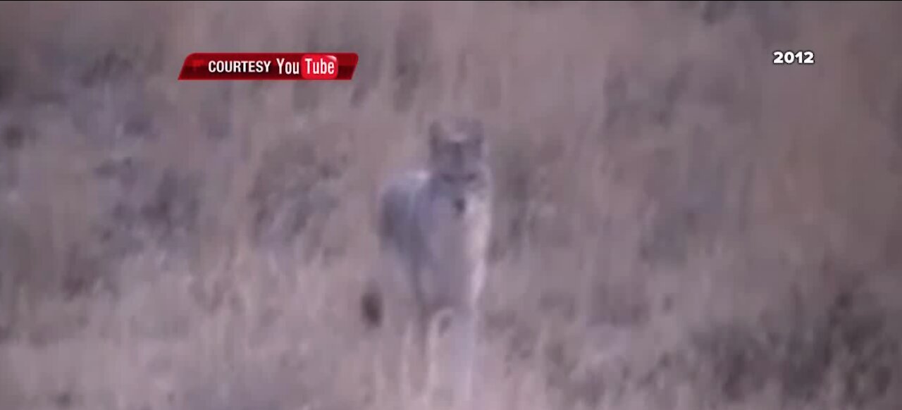 Clark County commissioners consider banning varmint hunts