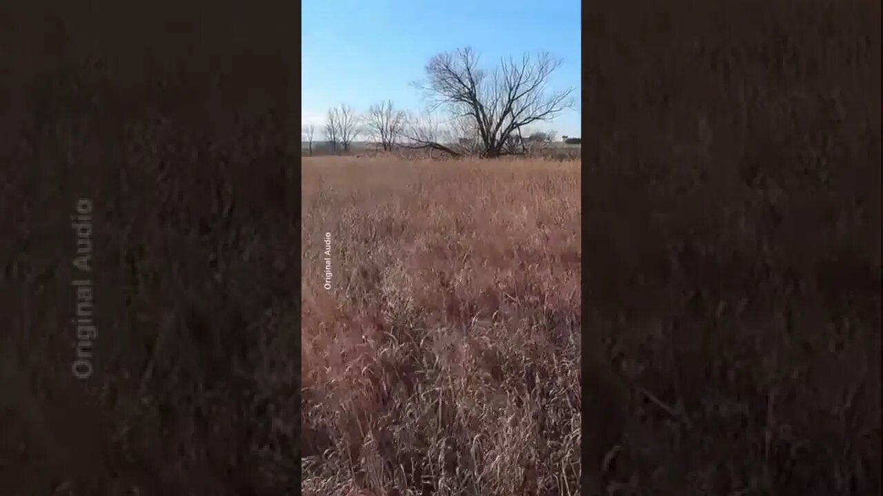 This is what dreams are made of….#pheasanthunting #goosehunting #shorts