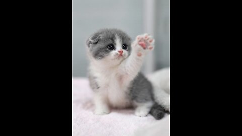 Cute cat video compilation 🐱