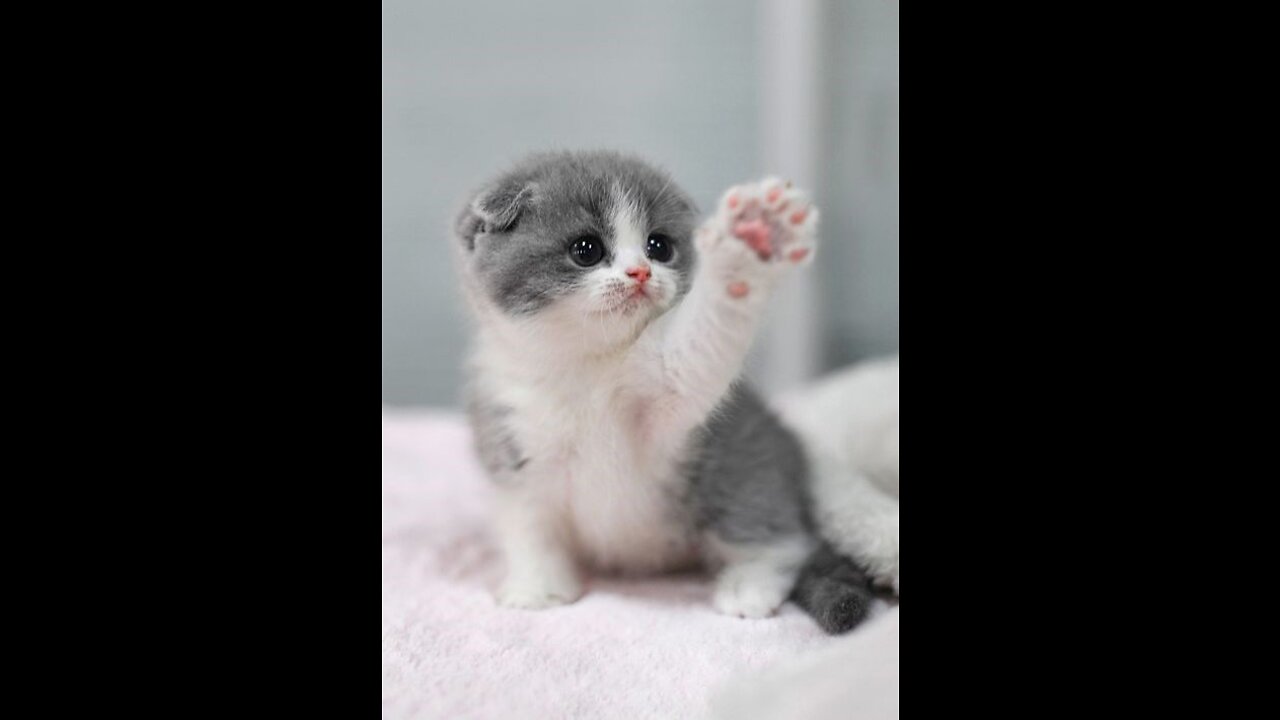 Cute cat video compilation 🐱