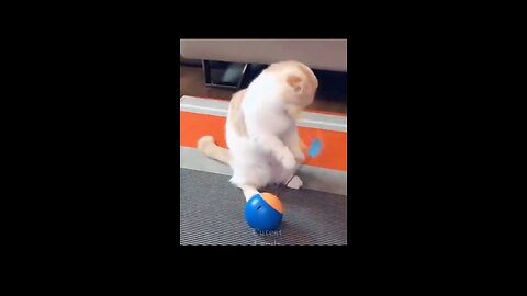 Funny Pets Videos 2021 _ Don't Miss The Last One _ Cute Cats Shorts _ YouT_Full-HD