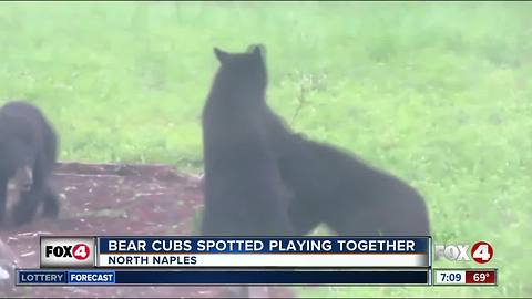Bear cubs spotted playing in Naples