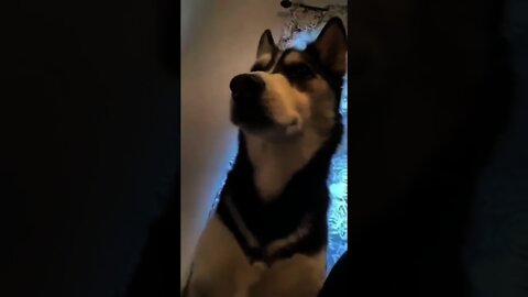 Cute Silly Dog.