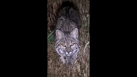 Hunting Coyotes #shorts #cat #animals #hunter #124