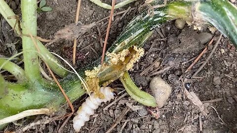 Removing a Vine Borer from Squash, Trip to Food Pantry and Full Sturgeon Moon