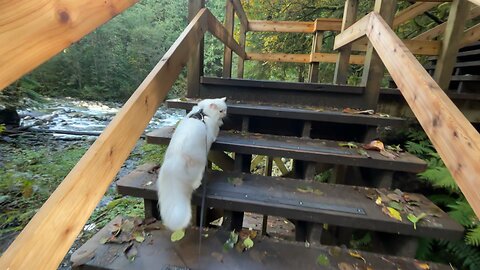 Cat Leads the Way on a Hiking Trail