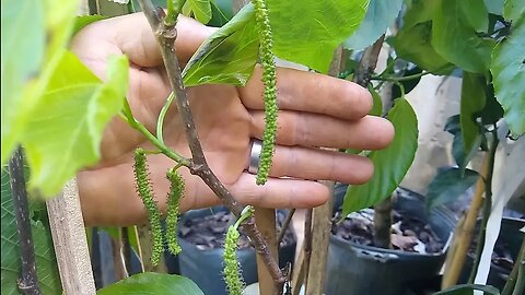 frutífera produzindo em vaso amora paquistanesa Ajuru preto vermelho roxo amarelo cereja Rio grande