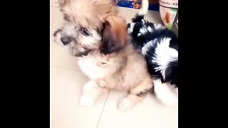 Cute Lhasa Apso Puppies #shorts #doglover
