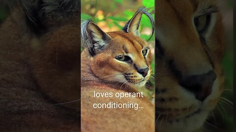 FUN CAT FACT #3 ~ Chaos caracal #cats #bigcatrescue #reels #bigcats #carolebaskin #caracal #rescue
