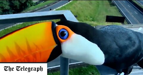 Curious Toucans Try To Eat Traffic Camera