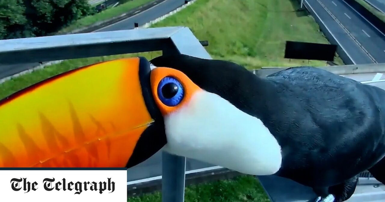 Curious Toucans Try To Eat Traffic Camera
