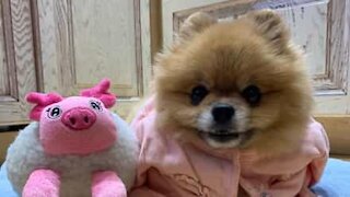 Dog watches his favorite movie