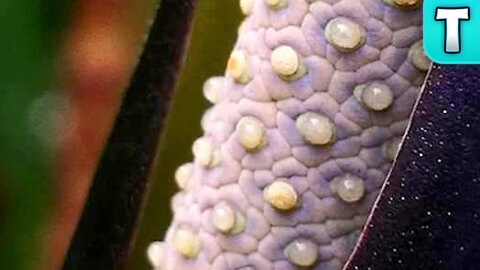 Top 10 Foods You've Never Heard Of Part 7