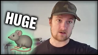 There's A MASSIVE Rat