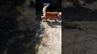 #dogshow, #amimals, #dogs, #shorts