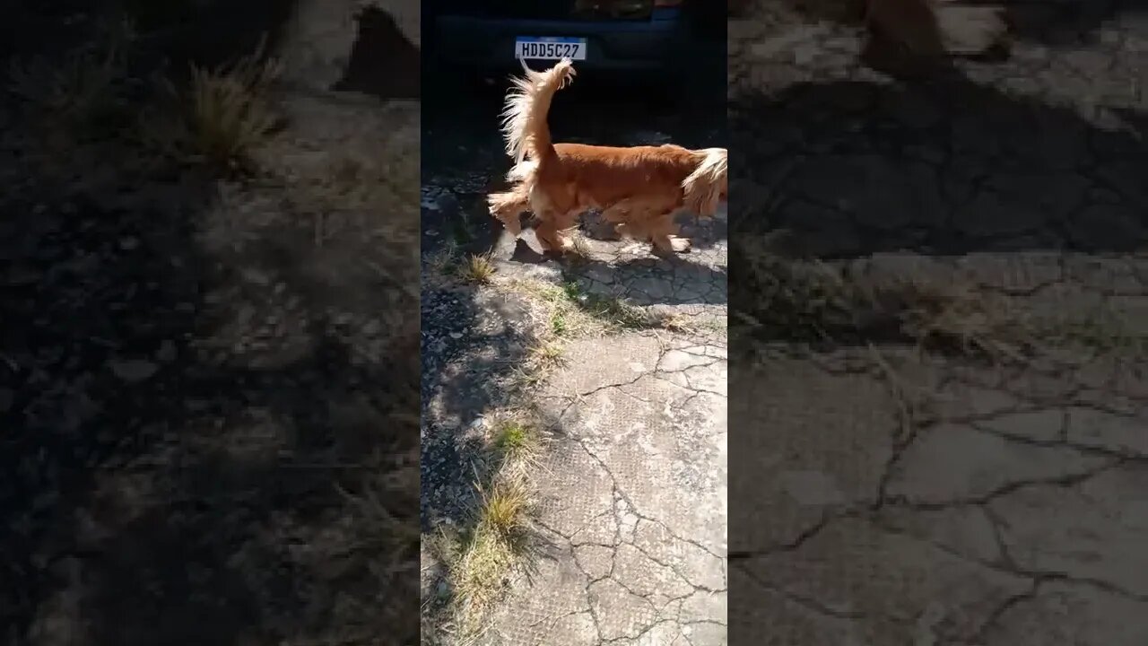 #dogshow, #amimals, #dogs, #shorts