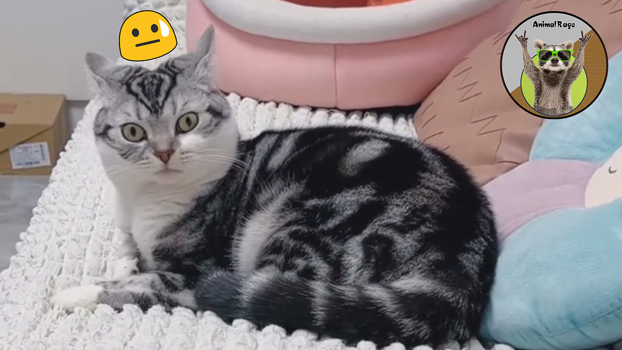 These cats are really dumb