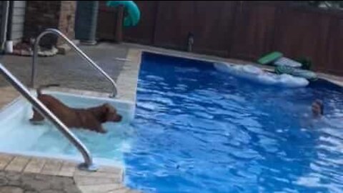 Dog jumps in the pool to rescue drowning owner