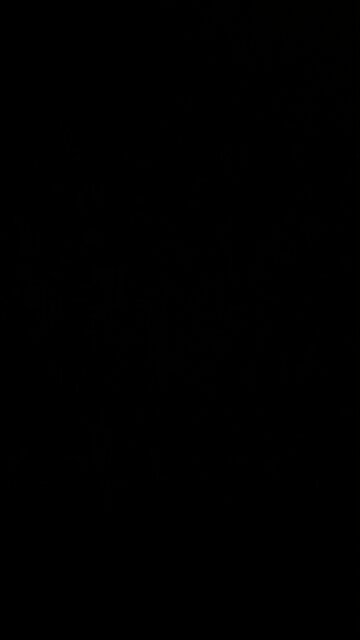 Lobsters are sea bugs