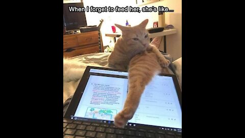 Funny animals 😂😂 #viral120 || love animals. || Innocent 😜😜