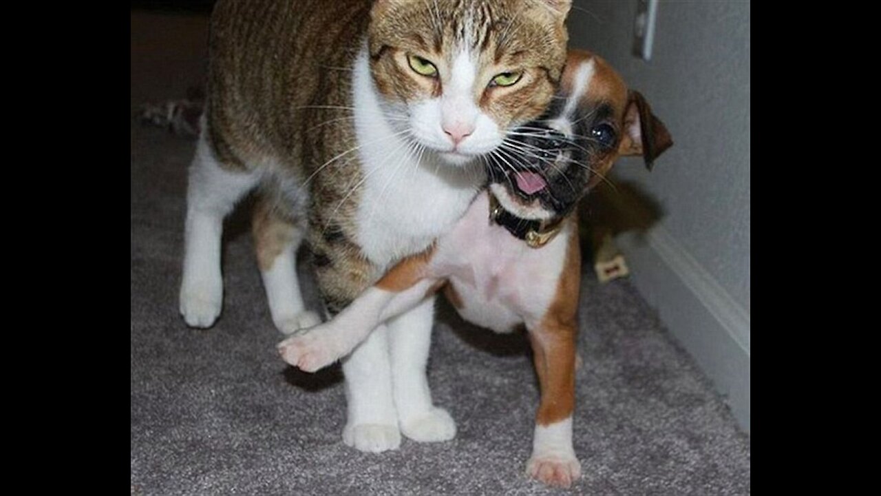 Here is the Doggy Catty Avatar faces