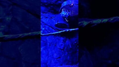Dallas World Aquarium Bats