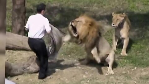 Can he escape from Lion?