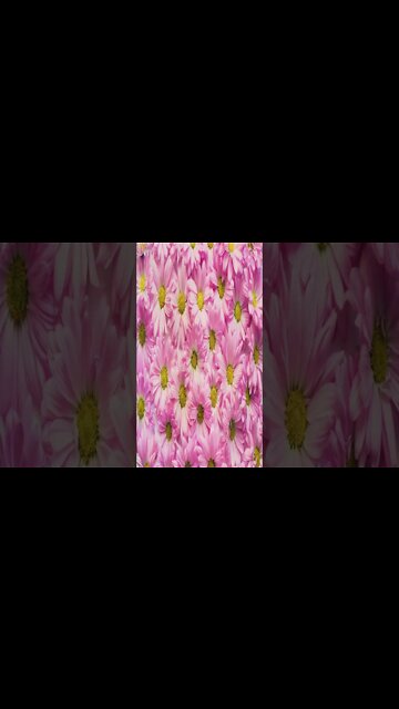 music - Sugar Zone Silent Partner #shorts #short #shortvideo #shortsvideo #music