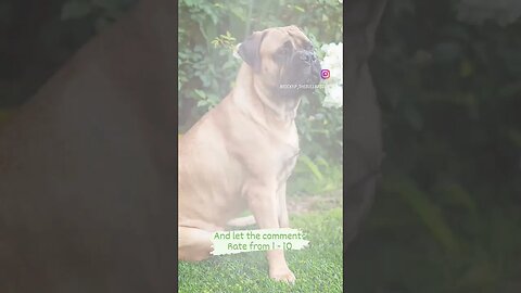 Photo op! #sandlot #bullmastiff #viral #shorts #afv #canonm50 #puppy #videooftheday