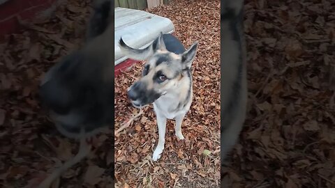 Don't Ya Put It In Your Mouth #shorts #doggo #cute #dog #dogs