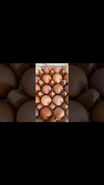 Choose wisely…..#farmlife #chickeneggs #crazychickenlady