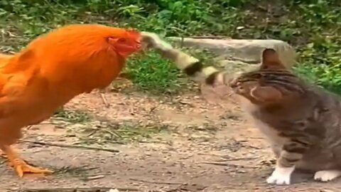 Best funny video cat and chikin