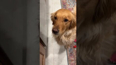 How Could I Say NO To That Face? #goldenretriever #peanutbutter #puppy