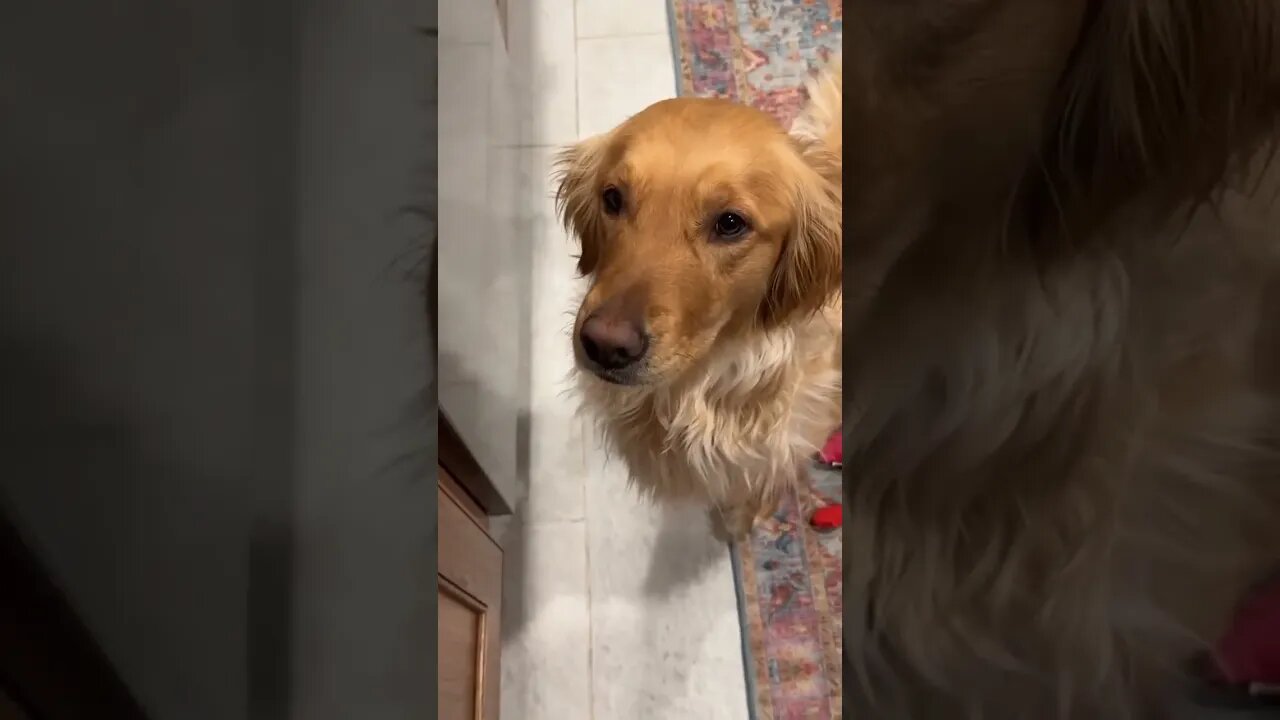 How Could I Say NO To That Face? #goldenretriever #peanutbutter #puppy