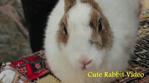 informative video | The Rabit