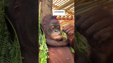 Monkey Orang utan tingkahnya lucu kalo laper🤣🤣🤣