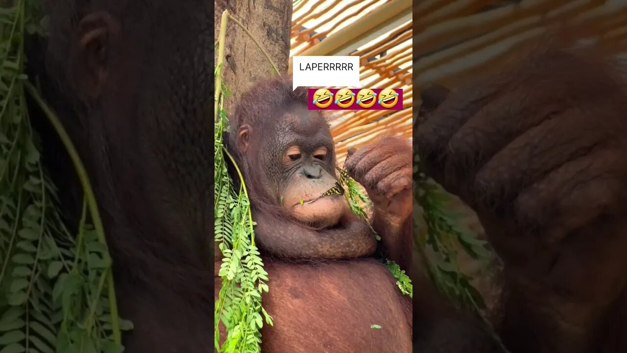 Monkey Orang utan tingkahnya lucu kalo laper🤣🤣🤣