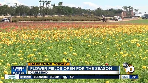 Exploring San Diego: Flower Fields open for the season