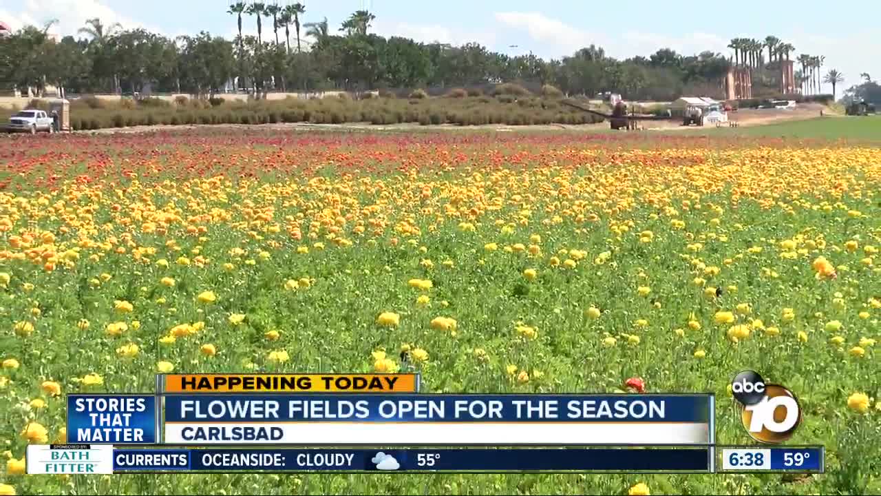 Exploring San Diego: Flower Fields open for the season