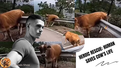 Heroic Rescue: Human Saves Cow's Life