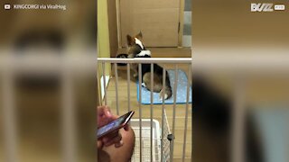 Ecco King King, il cane più paziente del mondo!