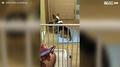 Ecco King King, il cane più paziente del mondo!