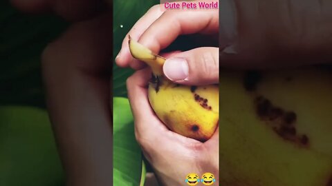 Collection of the cutest and funniest kittens, cats and puppies