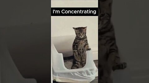 Funny cats.