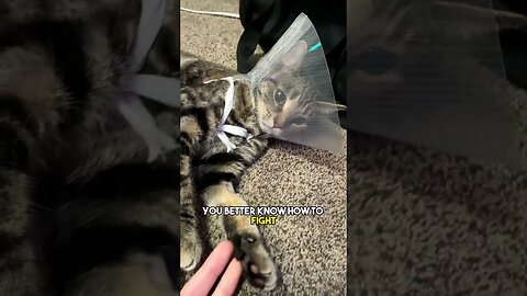 The cone of shame🥺 #cat #kitten #catlover #leonthecatdad #relatable #relationship #fyp #cats