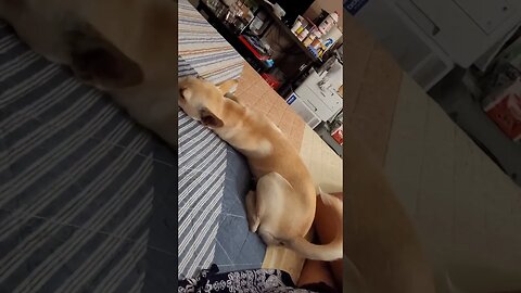 I caught her wagging her tail when she was sleeping lol ❤