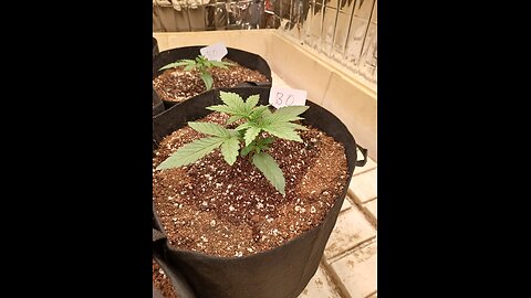 weed ball sack