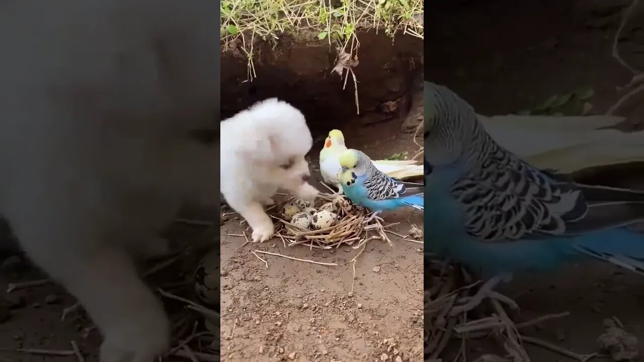 Best Amazing Cute Pet Dog Funny Short #8