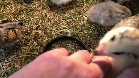 Guinea fowl keet hatchings, sebright chicks and two mixed breed chicks in brooder